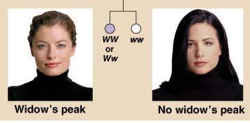 A Simple Human Pedigree For example, the occurrence of widows peak (W) is dominant to a straight hairline (w).
