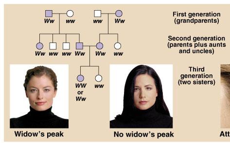If some siblings in the second generation lack a widow s peak and one of the grandparents (first generation) also lacks one, then we know the other grandparent must be heterozygous and we can