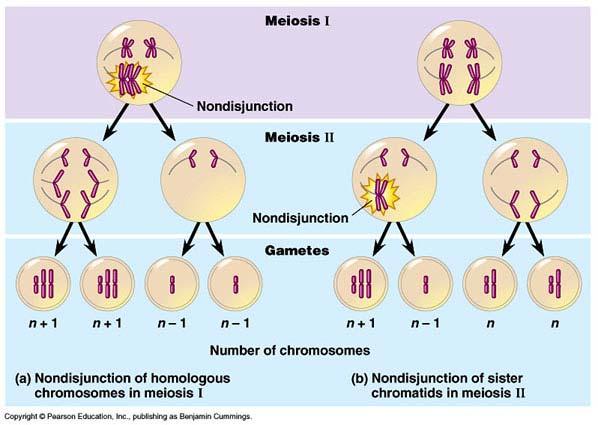 Non-disjunction occurs when chromosomes in the developing gamete (sex cell) fail to separate during one of the divisions of meiosis.