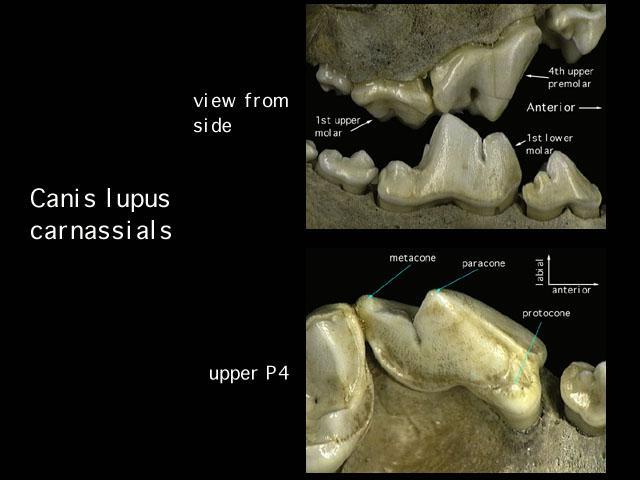 The fourth upper premolar and first lower molar in the jaws of many modern carnirora are