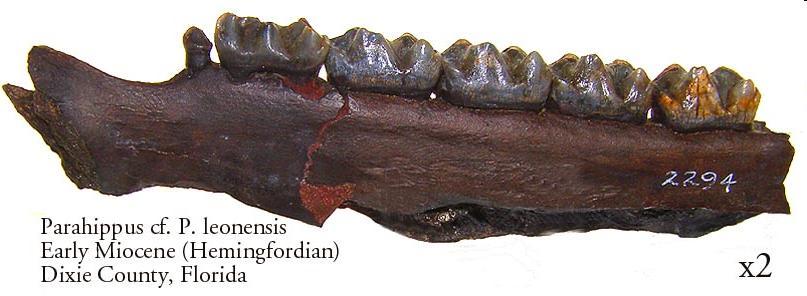 Brachyodont & Bunodont teeth Omnivores Low-crowned teeth, is termed