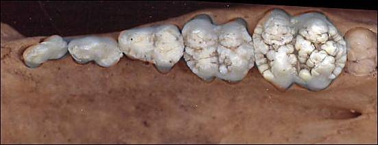 Bunodont dentition Cusps are low and rounded.