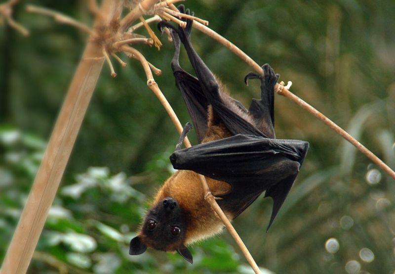 Frugivore an animal that mainly eats fruit Fruit bat Pteropus, uses its sight and smell to find food. Fruit bats are nocturnal.