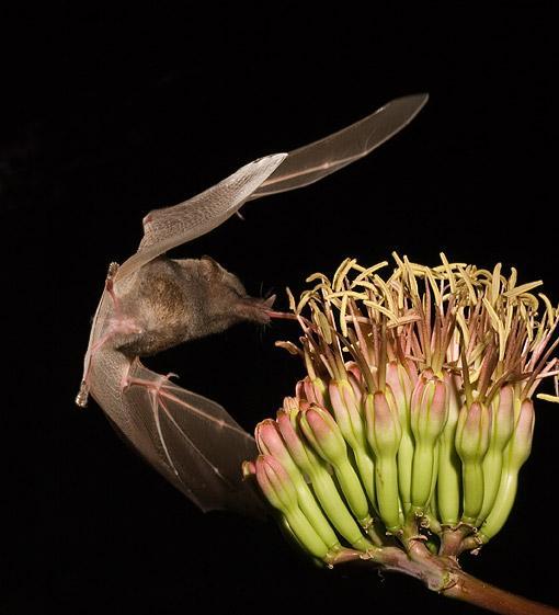 Nectar bats feed on the nectar and pollen.