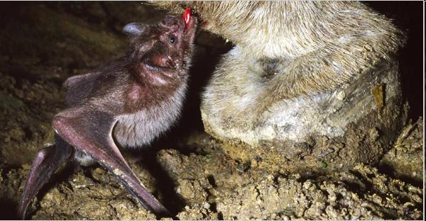 Vampire bats are the only mammals