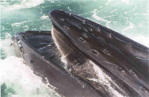 Gray whales are baleen whales. They feed in a number of ways, but are specially suited for bottom-feeding.