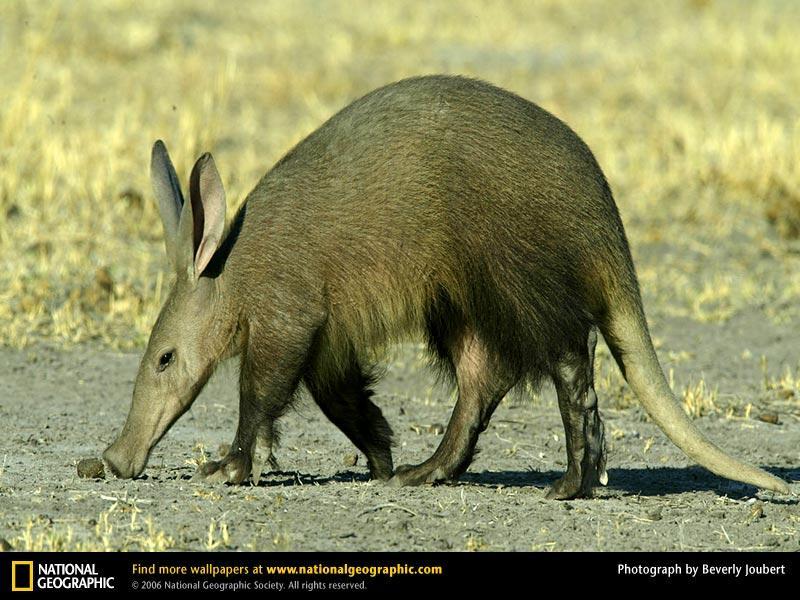 Aardvark; Order Tubilidentata anteaters have long noses, long