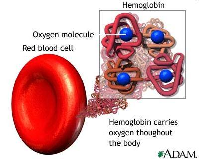 Class Practice Question #9 Hemoglobin carries oxygen to body cells. Which body system contains hemoglobin?