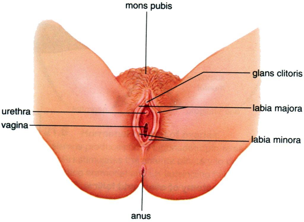 The external genitals are shown in figure 7-7). The labia minora are two small folds surrounding the opening to the vagina.
