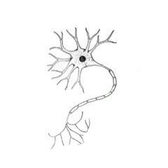 Neuron Dendrites (Input) Cell Body