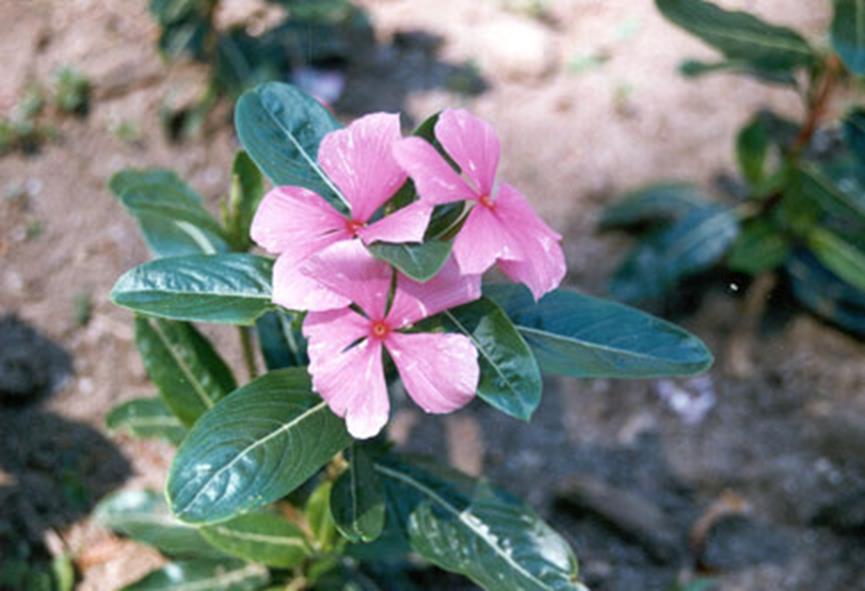 Vinca Alkaloids: Vinicristine and vinblastine These are obtained from Catharanthus roseus (Vinca rosea) which is a Madagascar plant (Madagascar periwinkle). Now, it is widely cultivated.