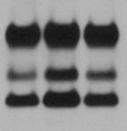 Figure S3 A Bim TRAIL EL L S B Bax -actin + GFP-Bax MEF GFP-tagged Endogenous PUMA Bid Bad -actin