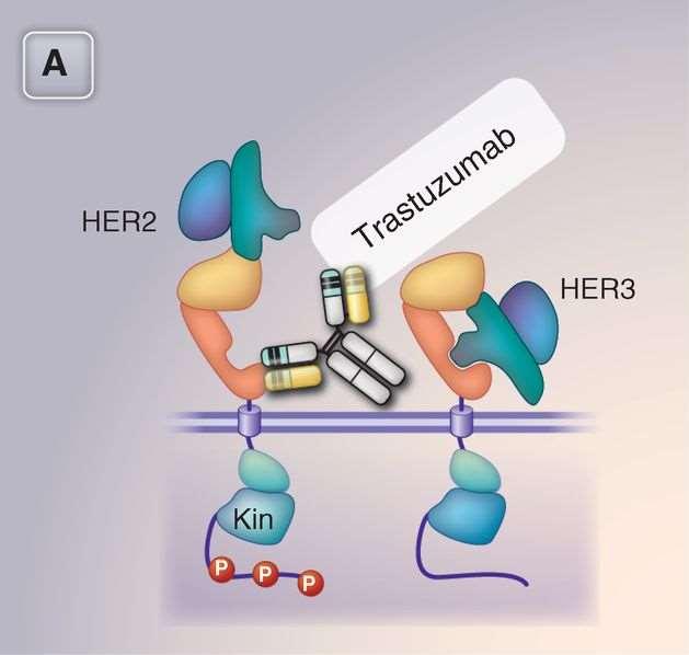 Fig. 2 Epitope binding of HER2 and EGFR therapeutic antibodies.