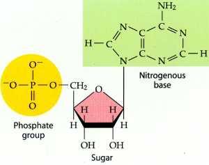 Sugar (either ribose or deoxyribose) 2.