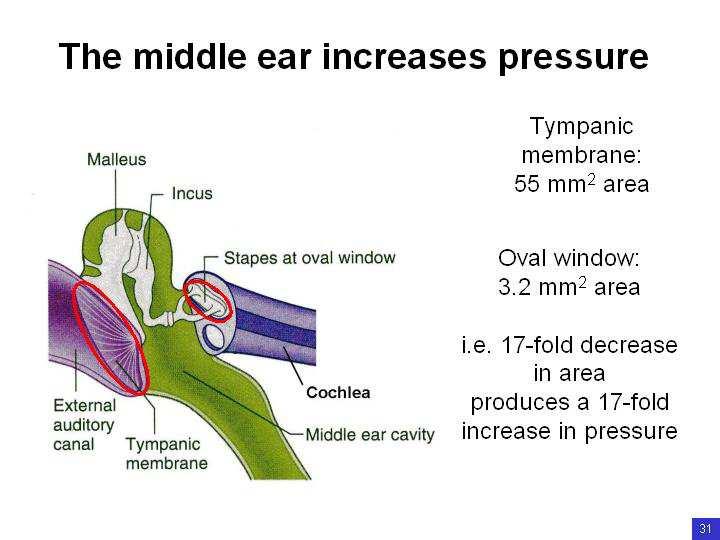Slide 8 This shows how the binaural recordings were made: if microphones are placed in an artificial head, exactly where the eardrums would be, they pick up all the reflections from the outer ear and