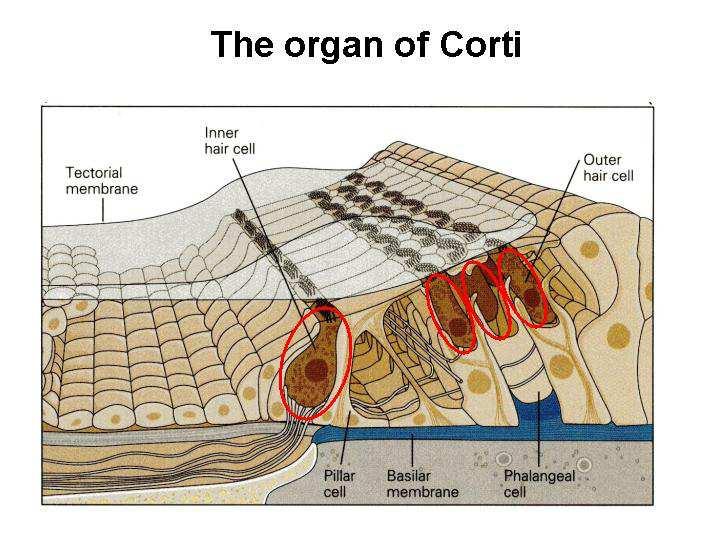 Slide 14 The organ of Corti in close-up. Note what is circled here - the three rows of outer hair cells and one row of inner hair cells. The tectorial membrane sits on top of the hair cells.