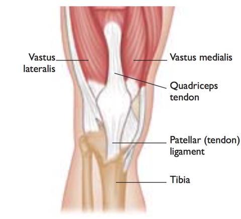 Tendons - Every muscle in the human body attaches to a bone by a tendon, and when under strain tendons can become irritated or inflamed which is called Tendonitis.