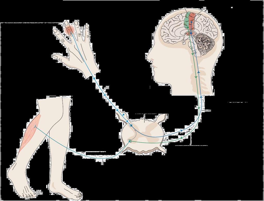 sensation brain 3. brain interneuron which mediate complex sensory and motor networks. 1.
