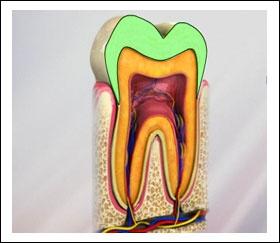2) (Fig. 3) Enamel It is the hardest outermost part of teeth.