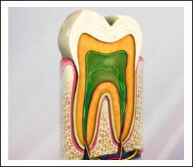 Dentin It lies below both the enamel and cementum layer of tooth and is softer than enamel which makes it more susceptible to decay. It is yellowish in color.