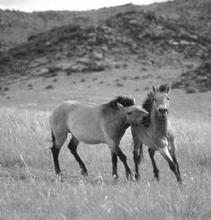 Near extinctions Przewalski's Horse or Takhi Population reduced to 31 individuals. Near extinction due to: 1.