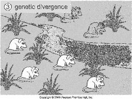 accumulated genetic differences A case of