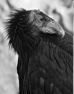 Near Extinctions California Condors Population reduced to 22 individuals. Causes include: 1.