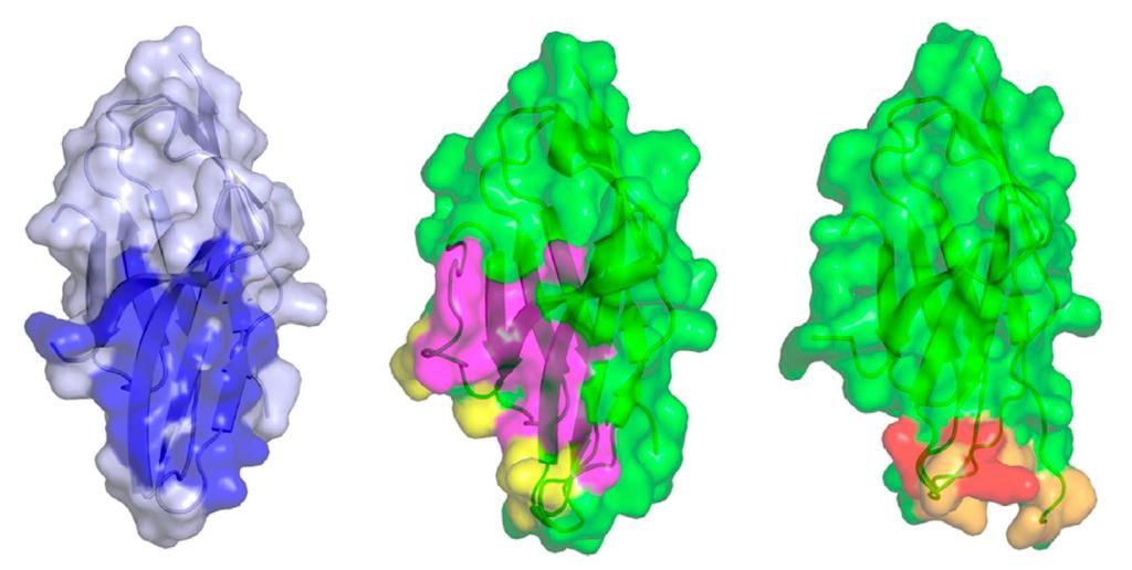 Interactions between PD-1 and anti-pd-1 drugs PD-1 PD-1/PD-L1 PD-1/Pembrolizumab PD-1/Nivolumab