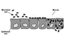 2 Humans as Habitats (cont.) Colonization (and infection) frequently begin at mucous membranes These are found throughout the body.