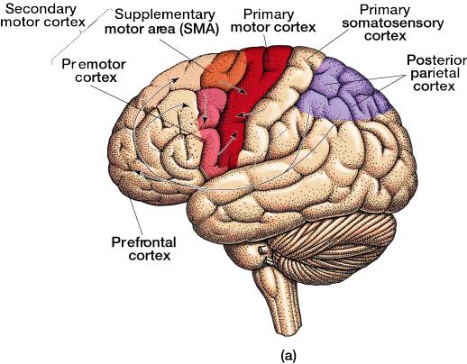 CEREBRAL CORTEX 22 Primary motor cortex Prefrontal cortex Posterior parietal cortex Supplementar y motor area (SMA) Pre-motor cortex BRAIN CONTROL OF MOVEMENT