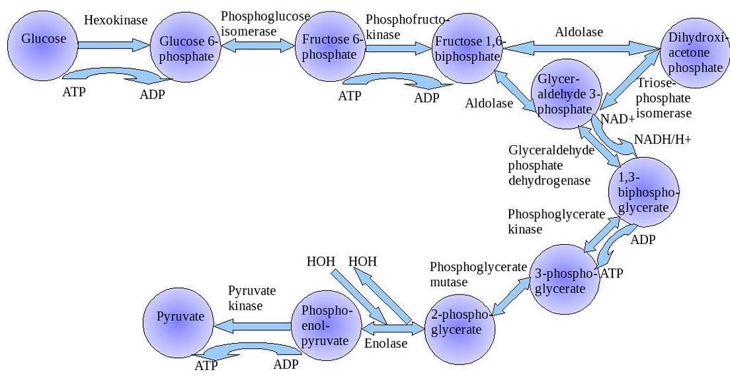Phosphoenolpyruvate is converted into pyruvate using pyruvate kinaseenzyme. An ATP molecule is produced in the process. (Remember it is actually two ATP molecules produced by one molecule of glucose).