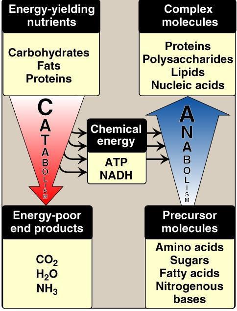 General Regulatory Aspects in Metabolism: We can divide all pathways in metabolism to catabolicand anabolic.