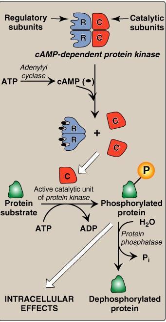 GTP to GDP,sodeactivating the α subunit and reuniting it with the β and ϒ subunits. The produced camp (cyclic AMP) binds to camp dependentprotein kinase enzyme in the cytosol.