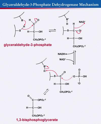 Glyceraldehyde-3-phosphate is converted to 1,3-bisphosphoglycerate via the enzyme glyceraldehyde-3-phosphate dehydrogenase(ga3pd). The reaction produces an NADH molecule.