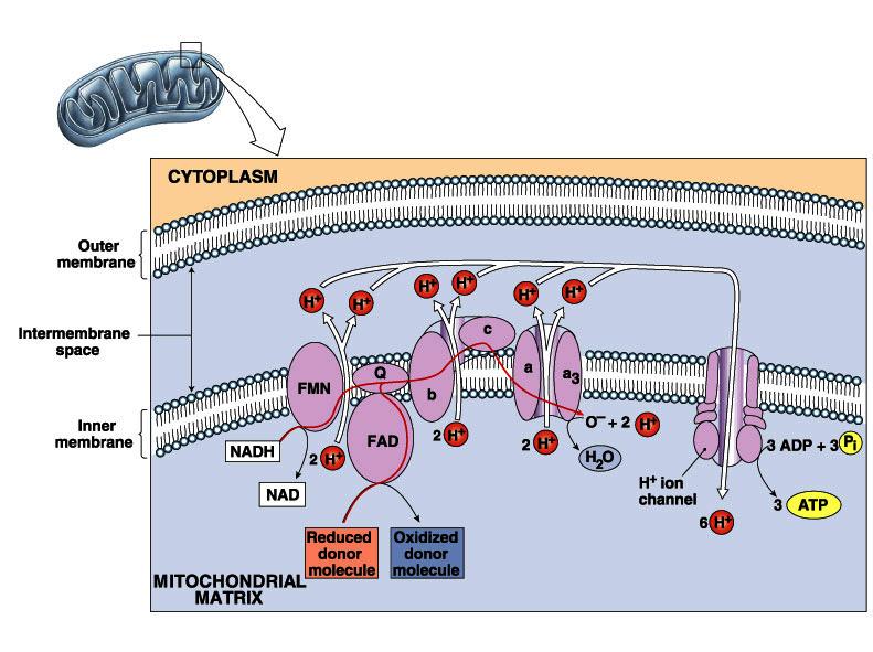REVIEW OF MITOCHONDRIA STRUCTURE Ø Each turn of the Krebs Cycle also produces 3NADH, 1FADH 2, and 2CO 2 Ø Therefore, for each Glucose molecule, the Krebs Cycle produces 6NADH, 2FADH 2, 4CO 2, and