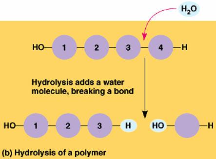 synthesis o Joins monomers by taking H 2 O out 1 monomer provides OH the other monomer provides H together these form H 2 O o Requires energy & enzymes How to Break Down a Polymer Hydrolysis o Use H