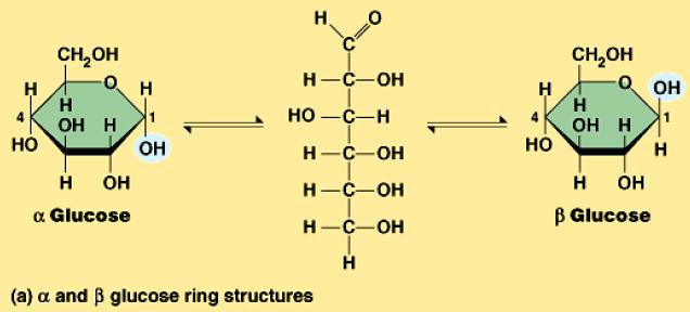 Simple & Complex Sugars Monosaccharides o Simple 1 monomer sugars o Glucose Disaccharides o 2 monomers o Sucrose Polysaccharides o Large polymers o Starch Building Sugars Dehydration Synthesis