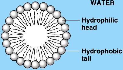 Phospholipids in Water Hydrophilic heads attracted to H 2 O