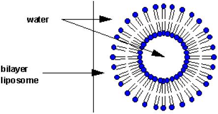 micelle liposome Early evolutionary stage of cell?