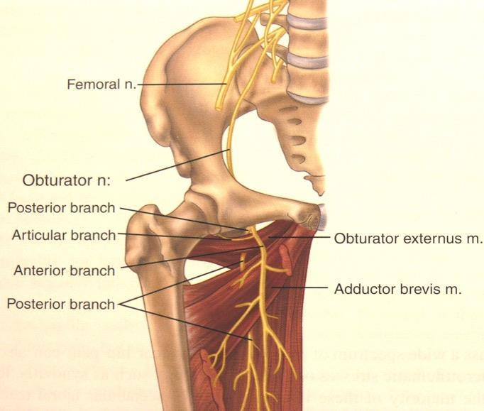 The Hip Clinical presentation Groin/buttock