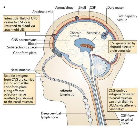 CSF drains to blood and lymph CSF drains from the subarachnoid space To venous blood To lymph Antigen presenting cells in the deep cervical lymph nodes can