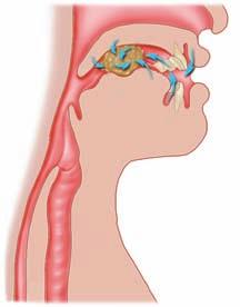Top sphincter muscle shut tight Saliva is secreted into the mouth and mixed with food Epiglottis protects the windpipe in swallowing reflex Food is swallowed into the oesophagus, which joins the