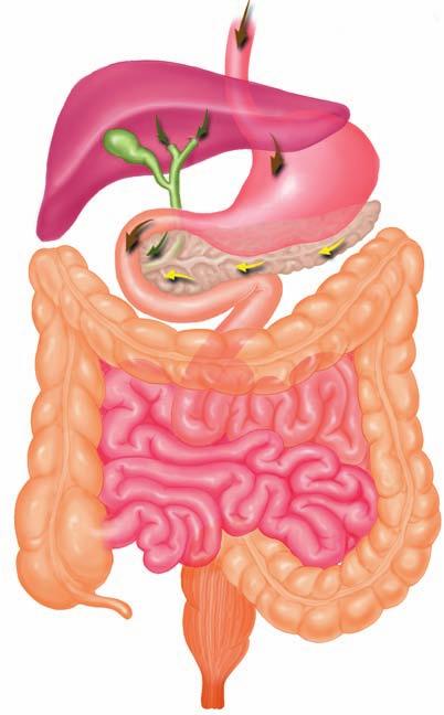 Bile produced in the liver and stored in the gallbladder passes via the bile duct into the duodenum Gallbladder Bile duct Large Water is absorbed in the large Colon Rectum Anus Liver Food Stomach