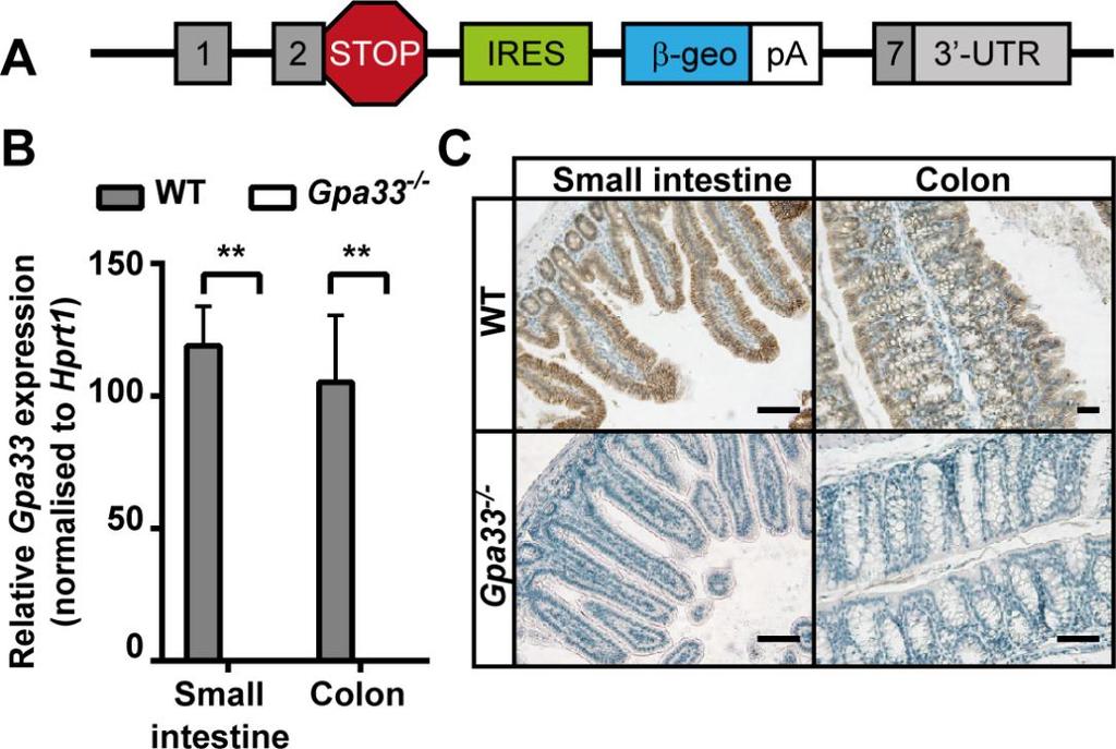 Supplementary Material Fig. S1. Gpa33 -/- mice do not express Gpa33 mrna or GPA33 protein.