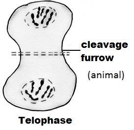 Chrmsmes mve twards the equatr f the cell and line up alng the metaphase plate. The ther ends f the micrtubules f the spindle are attached t ples f the cell.