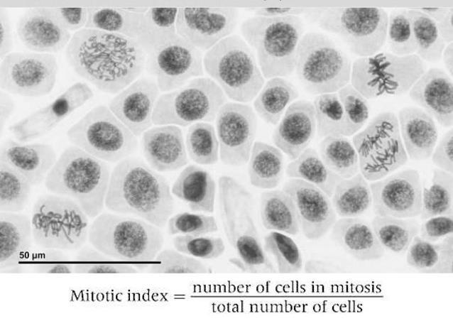 The Mittic index = number f cells cntaining visible chrmsmes (in mitsis) divided by the ttal number f cells