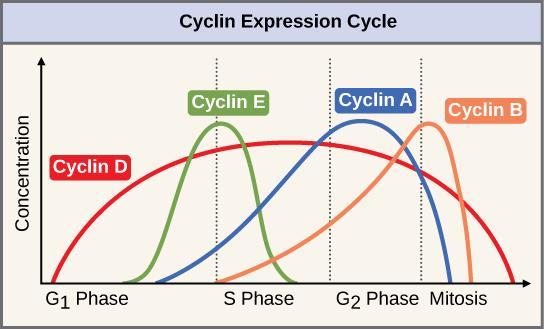 iv. Cyclins are invlved in the cntrl f the cell cycle. Cyclins are a family f prteins that help regulate the cell cycle.