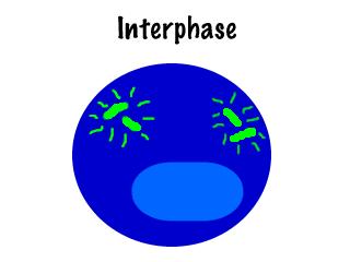 metaphase