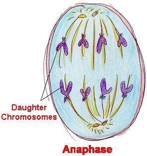 individual chromosomes individual