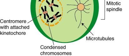 PROPHASE continued spindle fibers (from centrioles) connect to chromosomes